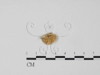 登錄號:F0006612藏品圖，第1張