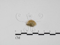 登錄號:F0006612藏品圖，第3張