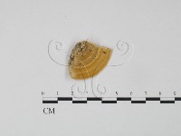 登錄號:F0006613藏品圖，第3張