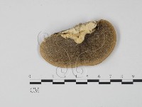 登錄號:F0006614藏品圖，第1張
