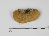 登錄號:F0006614藏品圖，第3張