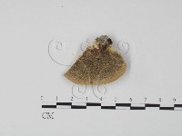 登錄號:F0006615藏品圖，第1張