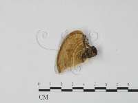 登錄號:F0006615藏品圖，第3張