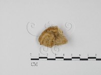 登錄號:F0006616藏品圖，第3張
