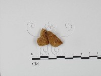 登錄號:F0006617藏品圖，第1張