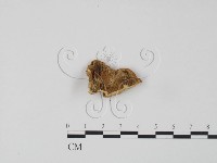 登錄號:F0006617藏品圖，第3張