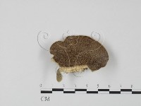 登錄號:F0006619藏品圖，第1張