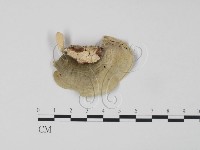 登錄號:F0006619藏品圖，第3張