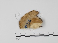 登錄號:F0006620藏品圖，第1張