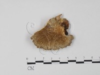 登錄號:F0006620藏品圖，第3張