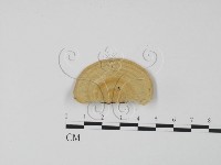 登錄號:F0006621藏品圖，第1張