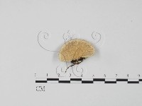登錄號:F0006622藏品圖，第1張