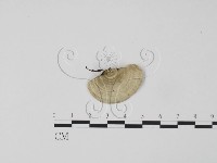 登錄號:F0006622藏品圖，第3張