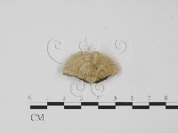 登錄號:F0006623藏品圖，第1張