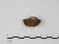 登錄號:F0006623藏品圖，第3張