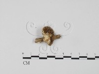 登錄號:F0006624藏品圖，第1張