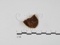 登錄號:F0006625藏品圖，第1張