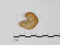 登錄號:F0006626藏品圖，第1張