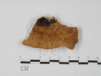 登錄號:F0006627藏品圖，第1張