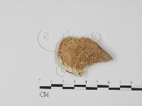 登錄號:F0006628藏品圖，第1張