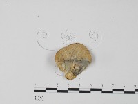 登錄號:F0006629藏品圖，第3張