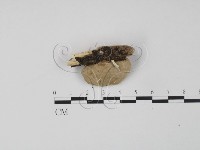 登錄號:F0006630藏品圖，第3張