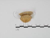 登錄號:F0006631藏品圖，第1張