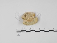 登錄號:F0006631藏品圖，第3張