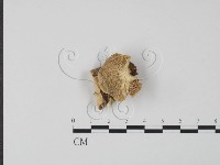 登錄號:F0006632藏品圖，第1張