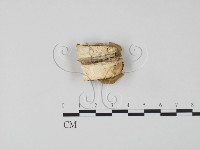 登錄號:F0006632藏品圖，第3張