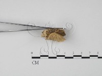 登錄號:F0006632藏品圖，第4張