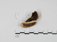 登錄號:F0006636藏品圖，第1張