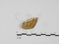 登錄號:F0006637藏品圖，第1張