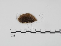 登錄號:F0006637藏品圖，第3張