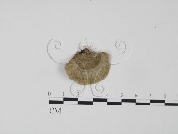 登錄號:F0006638藏品圖，第1張