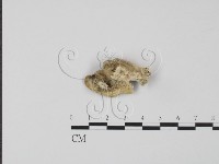 登錄號:F0006639藏品圖，第3張