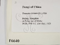 登錄號:F0006640藏品圖，第2張