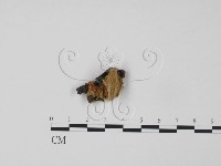 登錄號:F0006640藏品圖，第1張