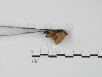 登錄號:F0006640藏品圖，第3張