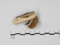 登錄號:F0006641藏品圖，第1張