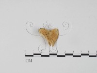 登錄號:F0006643藏品圖，第3張