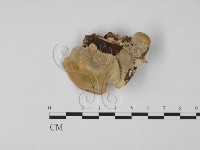 登錄號:F0006644藏品圖，第1張