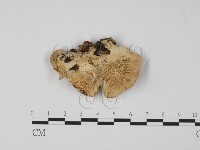 登錄號:F0006644藏品圖，第3張