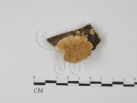 登錄號:F0006645藏品圖，第1張