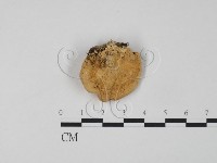 登錄號:F0006646藏品圖，第1張