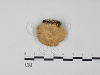 登錄號:F0006646藏品圖，第3張