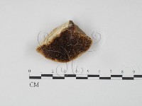 登錄號:F0006648藏品圖，第1張