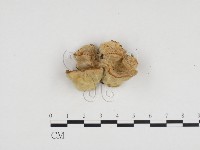 登錄號:F0006650藏品圖，第3張