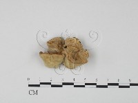 登錄號:F0006650藏品圖，第4張