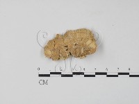 登錄號:F0006653藏品圖，第1張